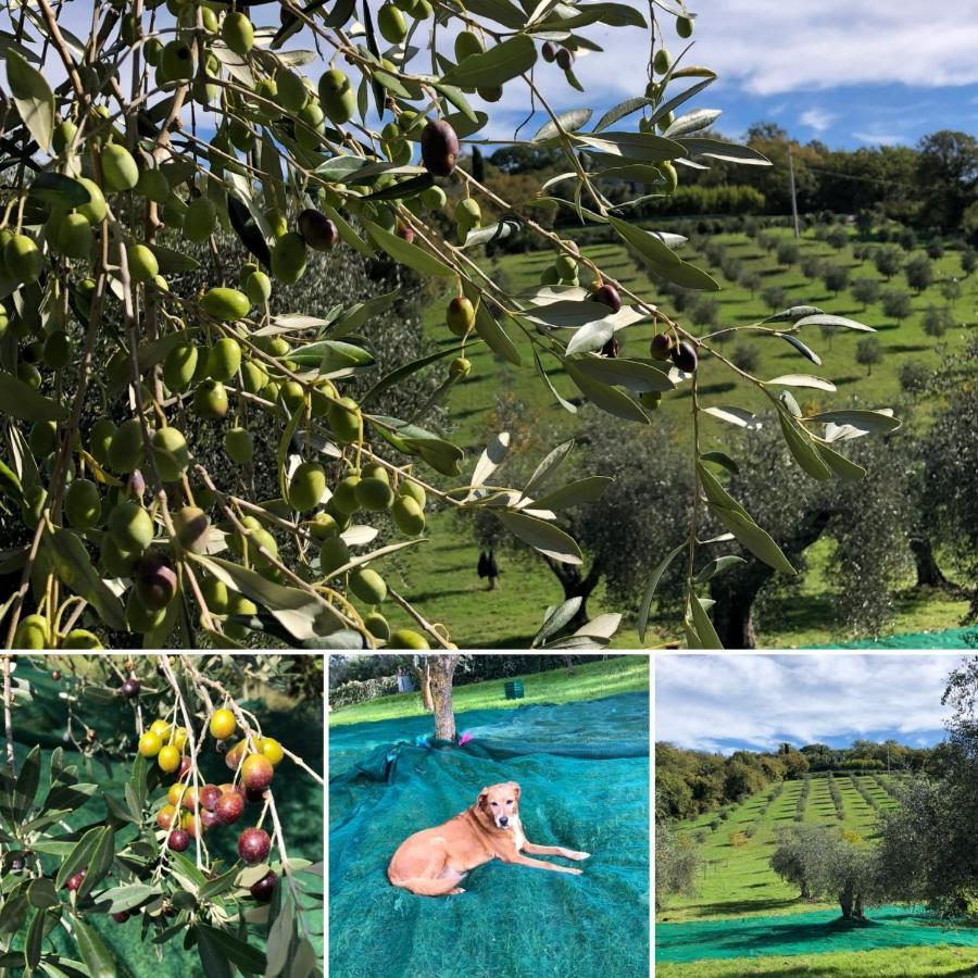 Agriturismo Poggio Del Drago Montemerano Dış mekan fotoğraf